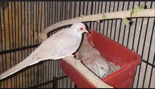 Diamond dove breeder pair available