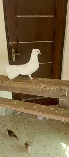 Lakka pigeons breeder pair