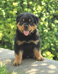 Rottweiler punch face puppy for sale