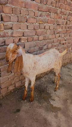 bakri | makkhi China bakra | pure makkhi China| goat For sale