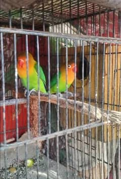 lovebide mostly famous dimnaded for sale 4pair 2male 2 female mor gift