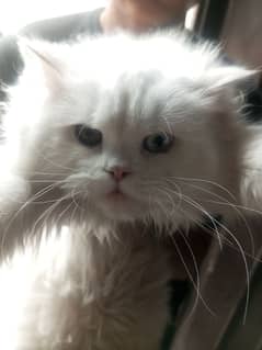 White Persian Cat For Sale triple Coated