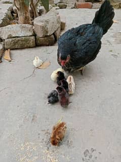 hen with chicks