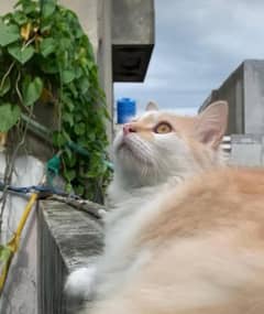 Male Persian and Female Stray Cats for Free!