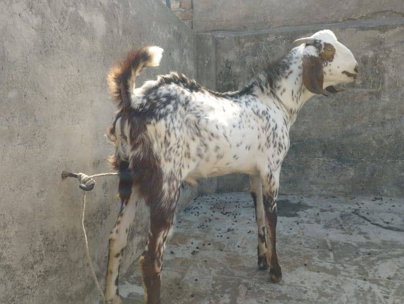 a good breeder bakra for sale 0