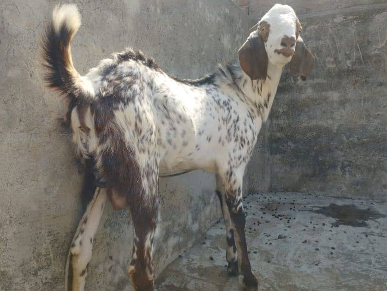 a good breeder bakra for sale 2