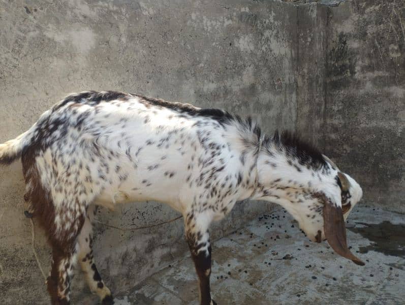 a good breeder bakra for sale 3