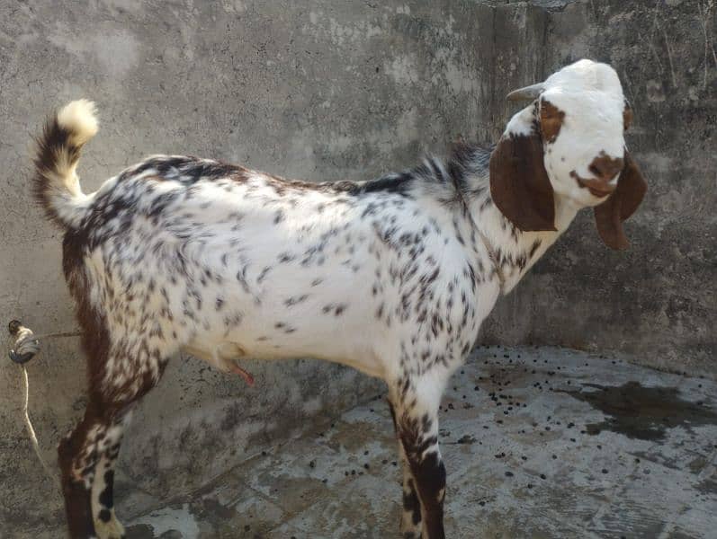 a good breeder bakra for sale 4