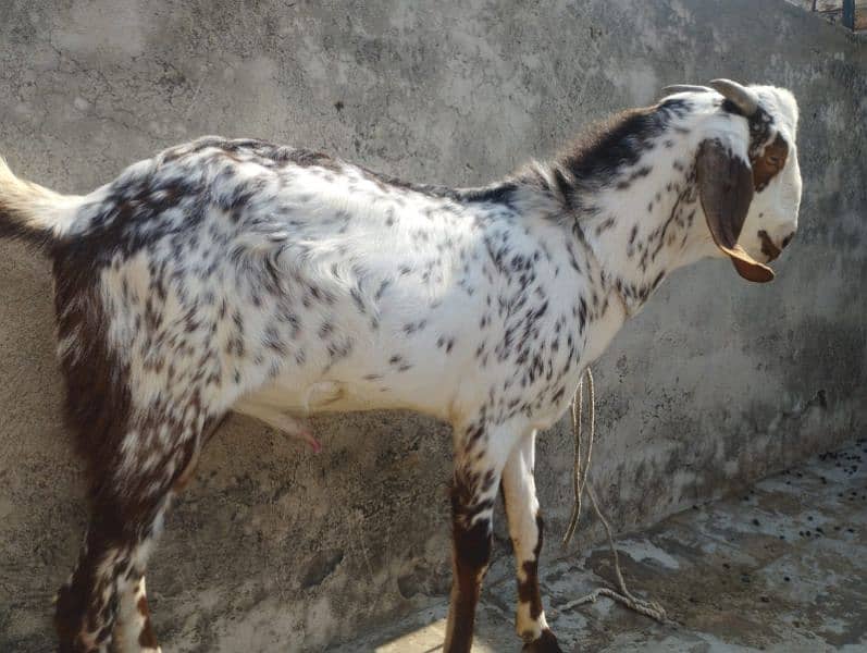 a good breeder bakra for sale 5