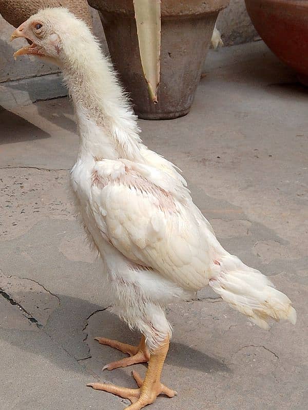 White Shamo chick 1