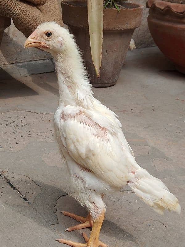 White Shamo chick 2