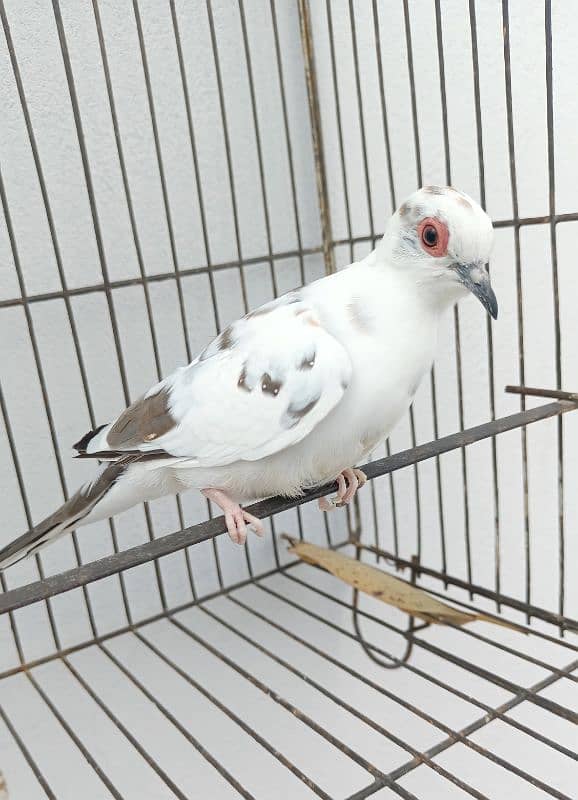 diamond pied female 1