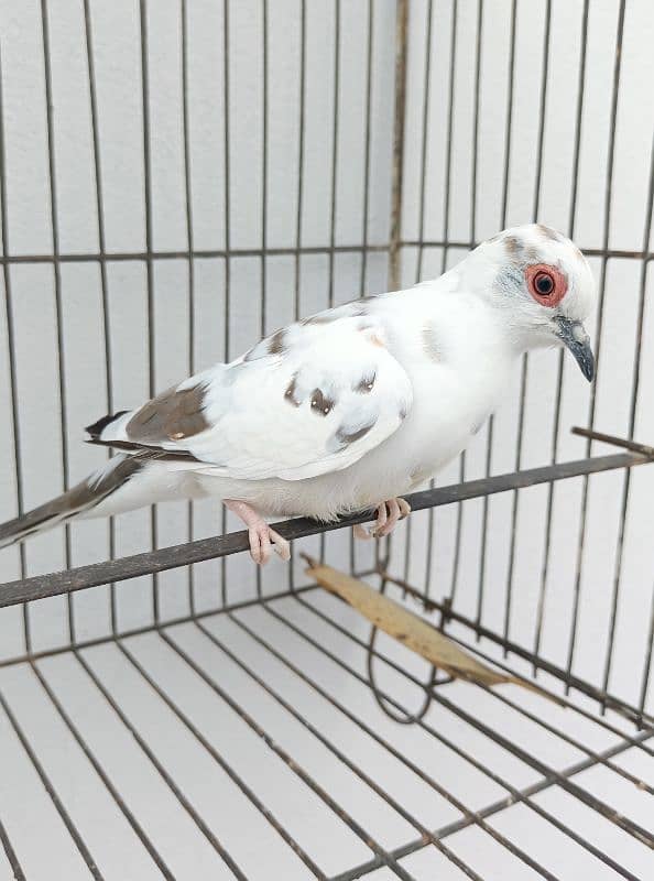 diamond pied female 2