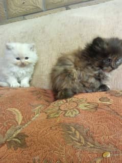 Two Baby Persian Kittens For Sale