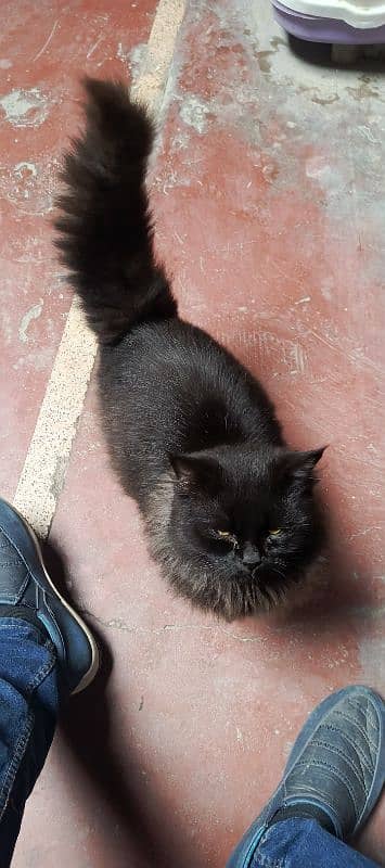 Beautiful Black Male Cat. Cross breed of Himalayan and Persian 0
