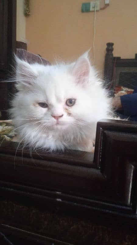 Persian Cat 0