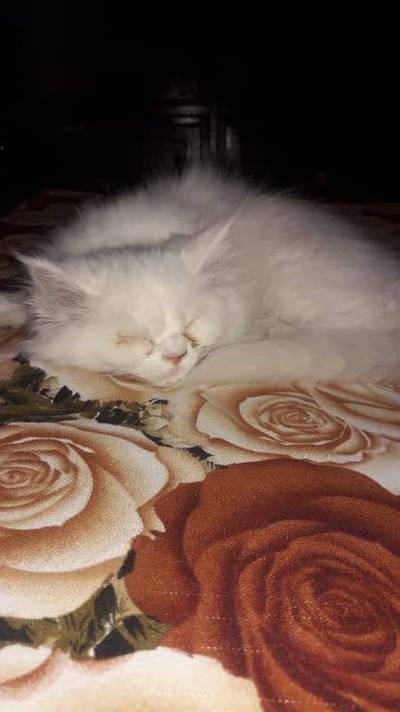 Persian Cat 1