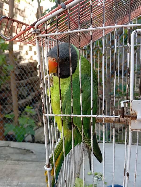 plum head parrot 0