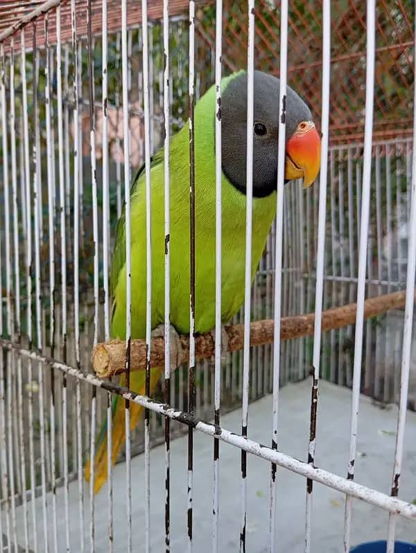 plum head parrot 1