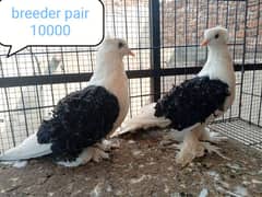 fancy pigeon | kabutar| Jacobin|  frillback saddle | amarican fantail|