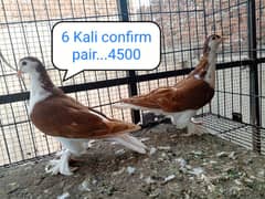 fancy pigeon | kabutar| Jacobin|  frillback saddle | amarican fantail|