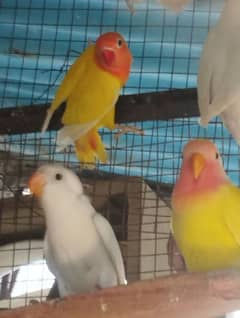 love birds albino and persanata java white split Red eye