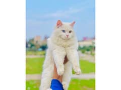 Persian Punch face triple coat cat Kitten