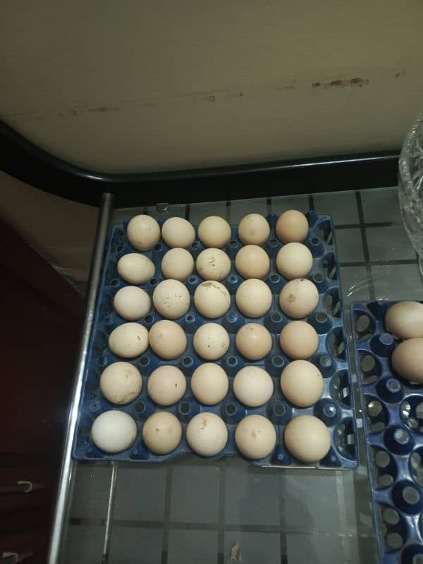 desi eggs 0