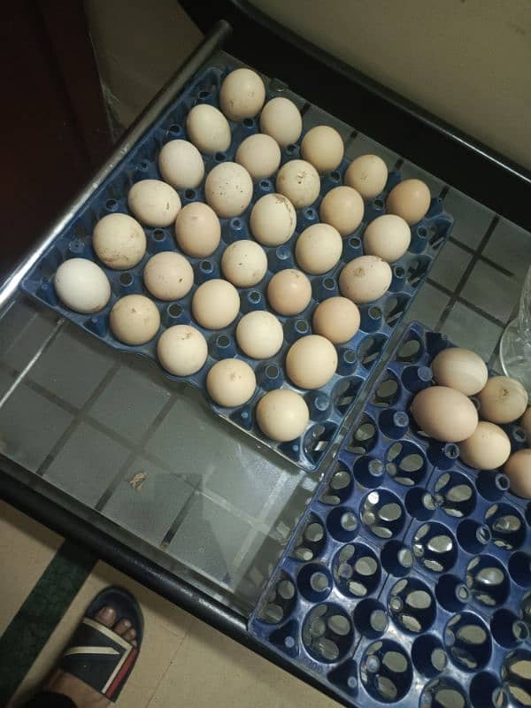 desi eggs 2