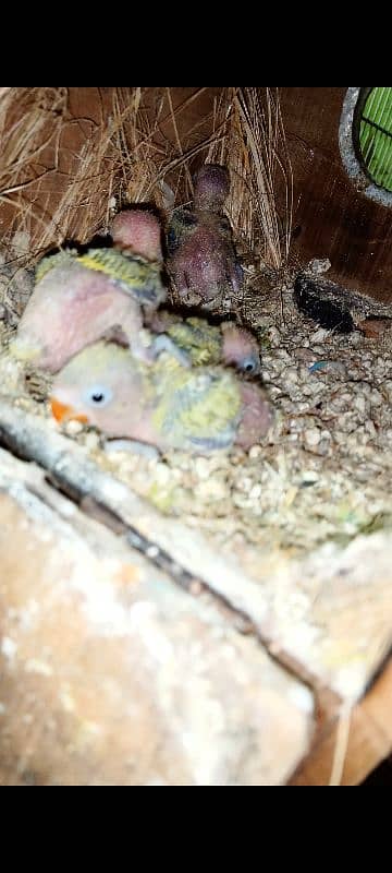 dilute breeder pair with chicks 2