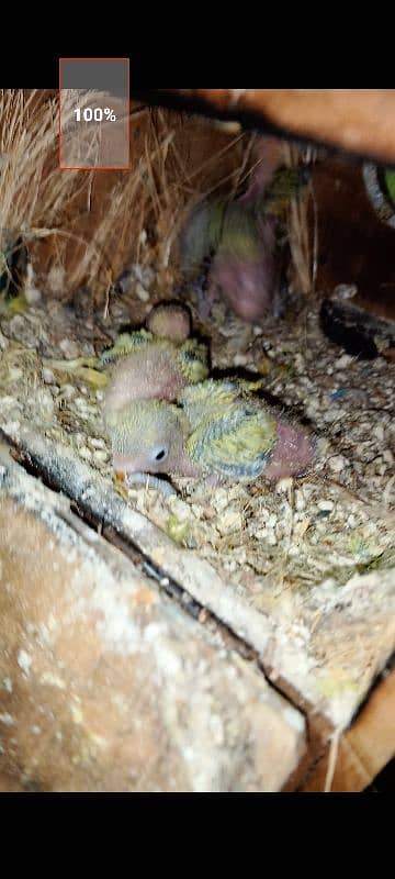 dilute breeder pair with chicks 3