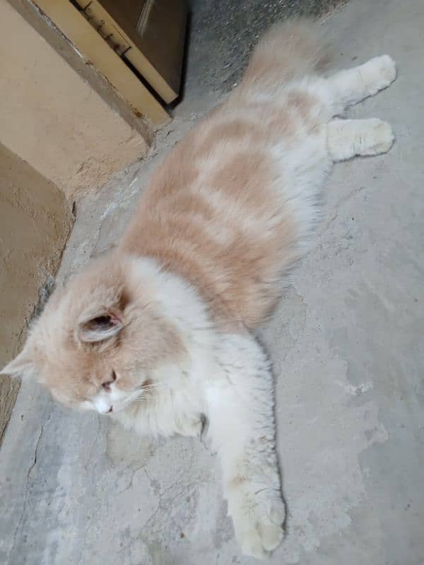 Persian mated cat 2