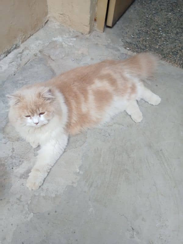 Persian mated cat 3