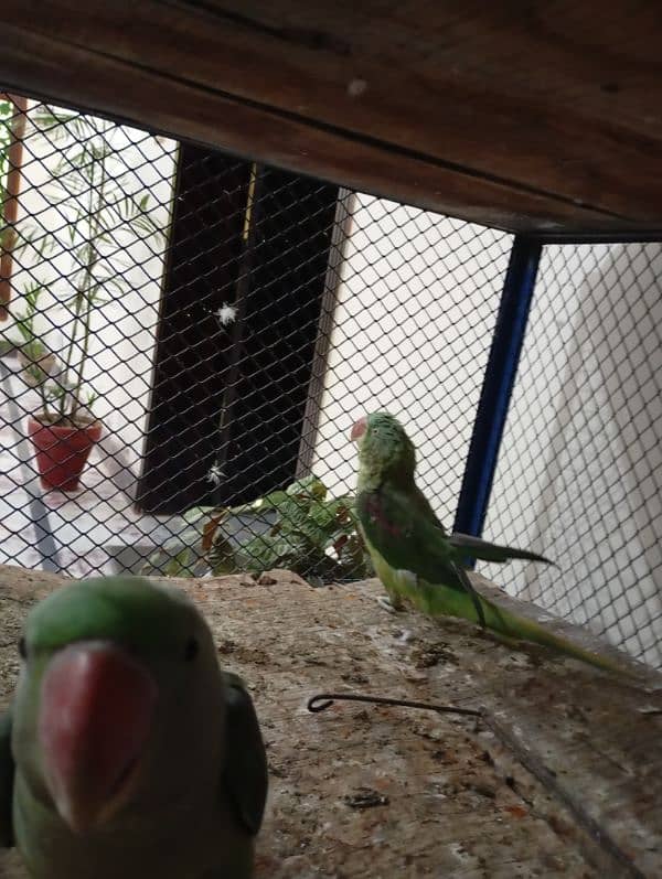 raw parrots 4