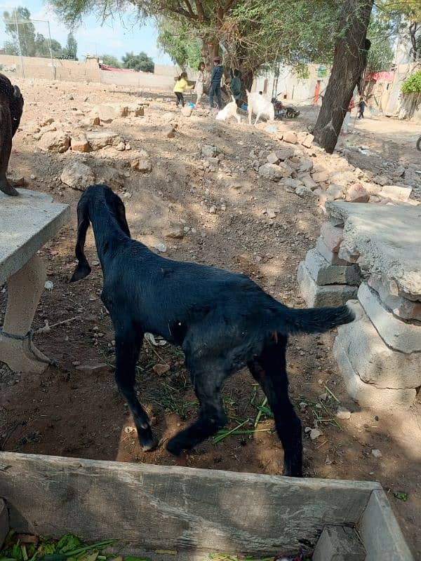 Nagri Bakri 1