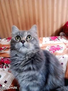 Persian cat in Gray Color