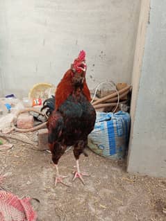 Desi Rooster murgha for sale