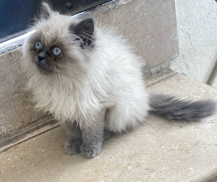 Grey kitten for sale 1