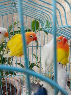 litino/albino/violet love birds