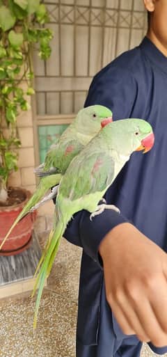 Home Tamed Raw Parrots for sale