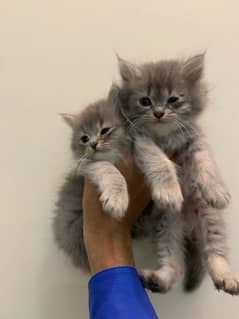 Pair of kittens for sale