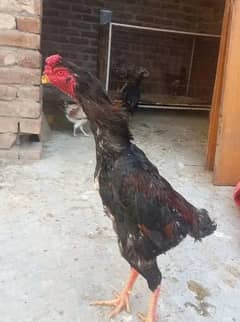 Aseel Shamo | Heera Aseel | Kandari | Egg laying Hens For Sale