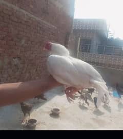 Aseel Shamo | Heera Aseel | Kandari | Egg laying Hens For Sale