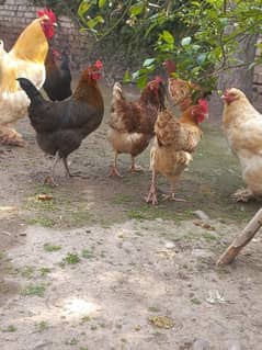 eggs laying hene
