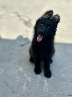 Black german puppy (pink pedigree) long coat