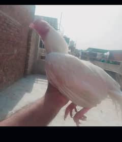 Aseel Shamo | Heera Aseel | Kandari | Egg laying Hens For Sale