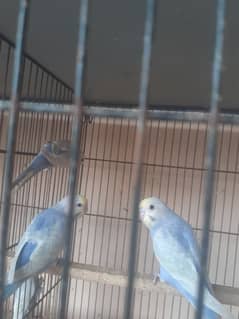 Voilet, Blue, Gry Rainbow Budgies, different colors