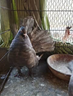 English Fantail pair for sale