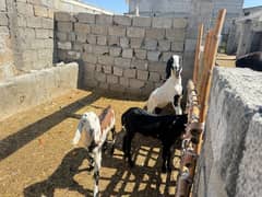 desi 1 Bakra and 2 bakrian for sale