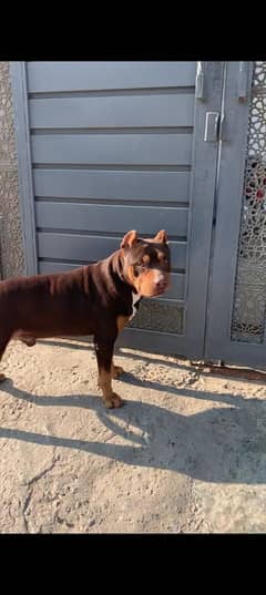 pitbull xl sizes male tri colour